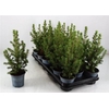 Picea Gl Conica