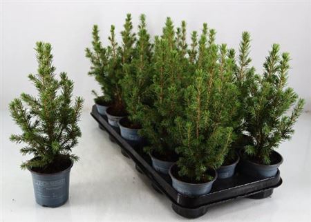 Picea Gl Conica