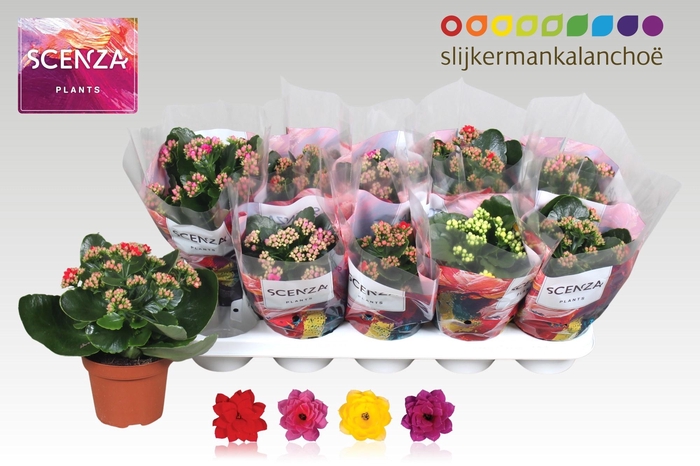 <h4>KAL GE GEM 4 KL</h4>