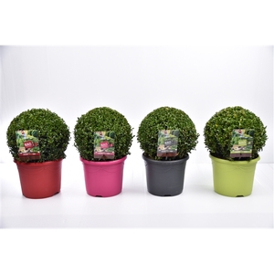 Buxus sempervirens  color pot Ø 30-35 cm