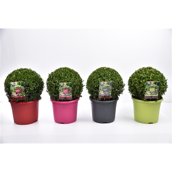 <h4>Buxus sempervirens  color pot Ø 30-35 cm</h4>