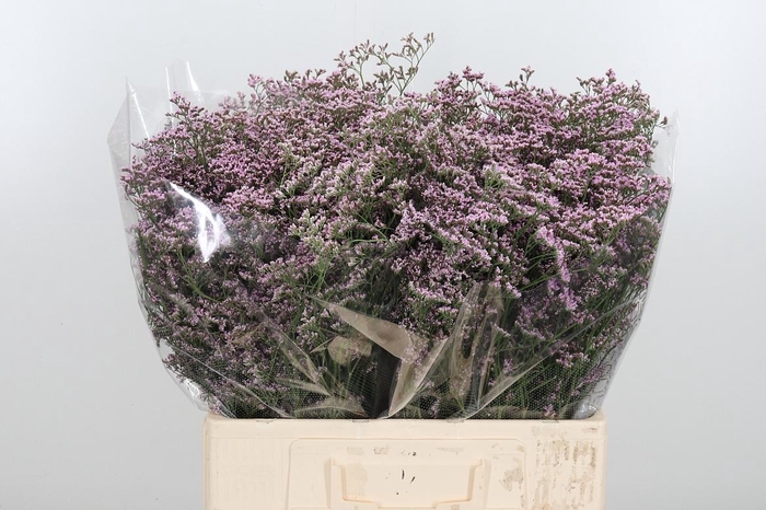 <h4>Lim Saf Oshi Pink</h4>