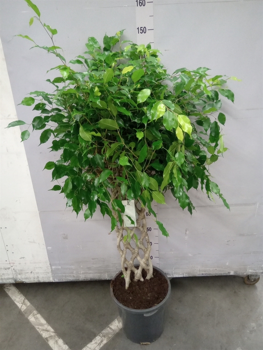 <h4>Ficus benja.   ...special shapes</h4>