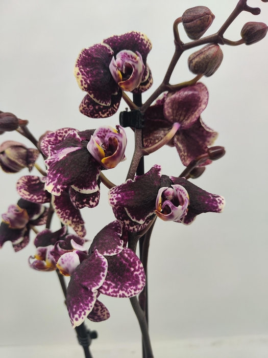 <h4>Limited 64 week 2</h4>