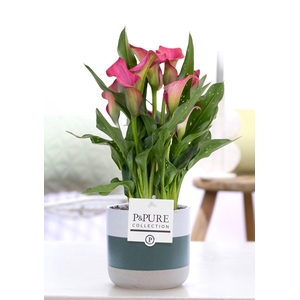 Zantedeschia pink in P&PURE Lauren ceramics