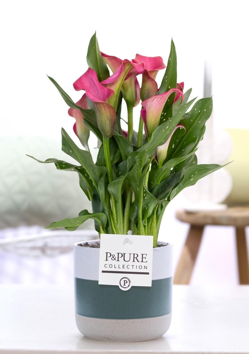 <h4>Zantedeschia pink in P&PURE Lauren ceramics</h4>