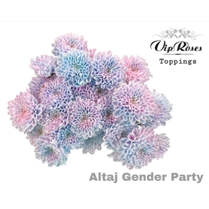 CHR T ALTAJ GENDER PARTY