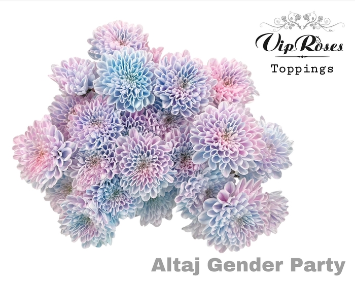 <h4>CHR T ALTAJ GENDER PARTY</h4>