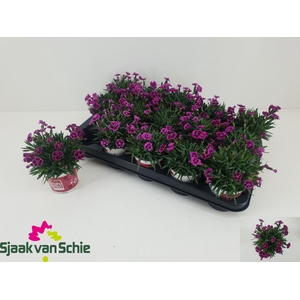 DIAN PICTURE PERFECT