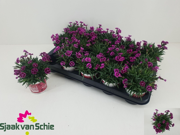 <h4>DIAN PICTURE PERFECT</h4>