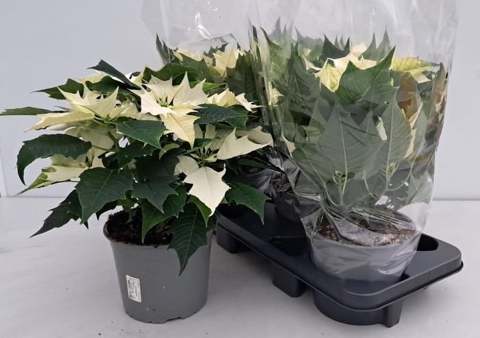 <h4>EUPHOR P ALASKA</h4>