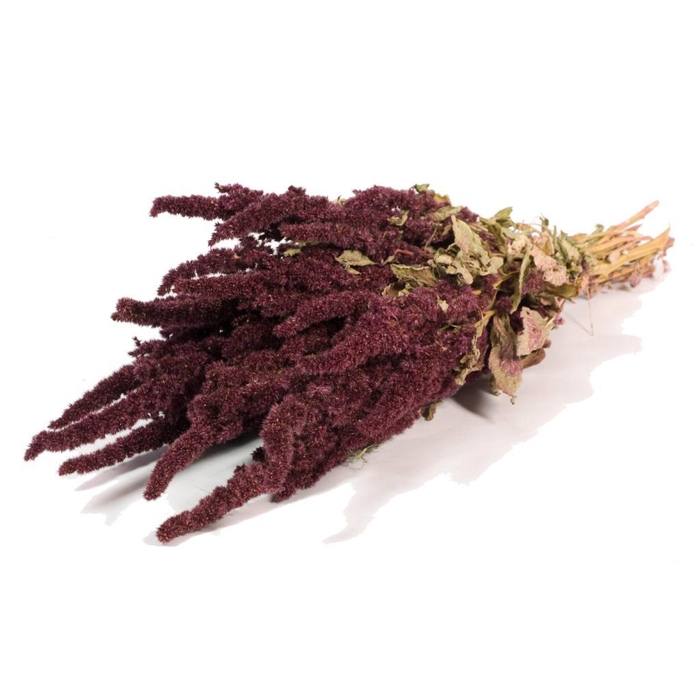 <h4>Amaranthus Natural Red</h4>