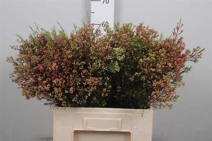 <h4>Chame Un Ariel</h4>