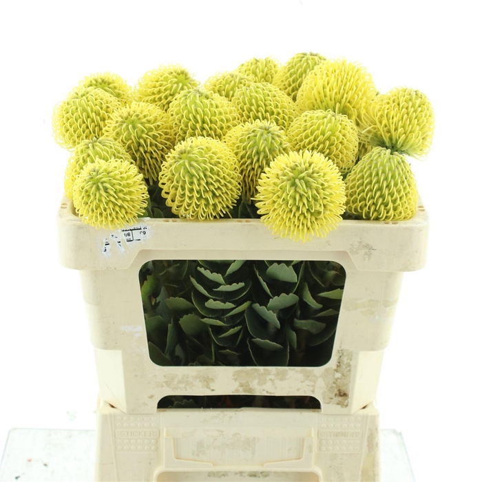 <h4>Leuco High Gold</h4>