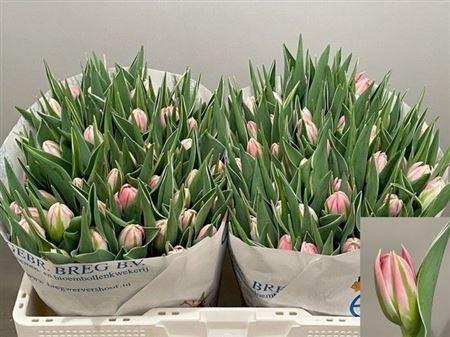 <h4>Tu Du Flash Point</h4>