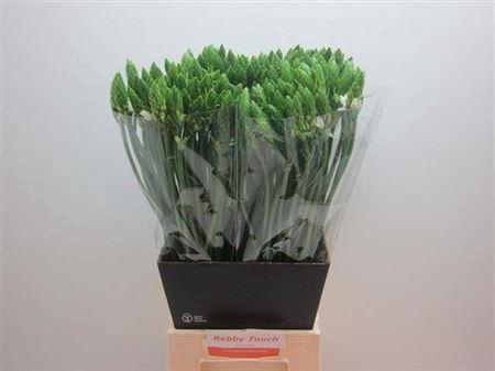 <h4>Ornit Thyrsoides</h4>