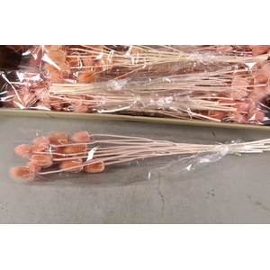 DF Dipsacus Porcellana Bs 130g