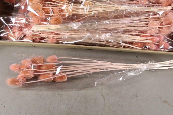 <h4>DF Dipsacus Porcellana Bs 130g</h4>