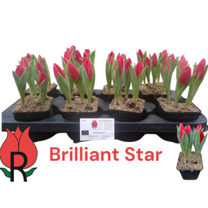 TUL BRILLIANT STAR