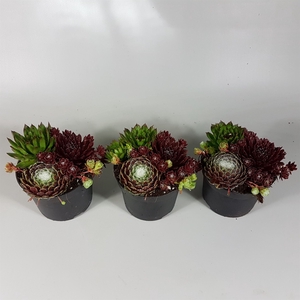 Sempervivum   ...