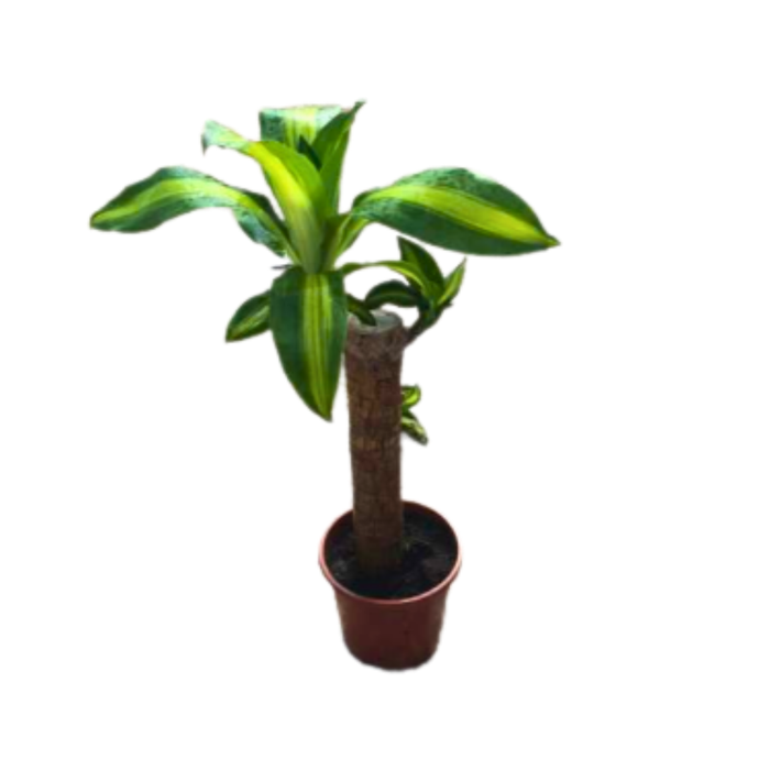 <h4>Dracaena overig</h4>
