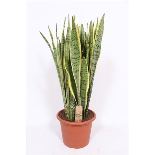 <h4>Sansevieria trifasciata 'Laurentii'</h4>