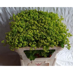 Alchem M Robustica Extra