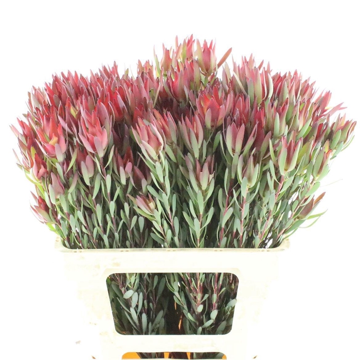 <h4>LEUCAD SAL BLUSH</h4>