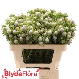 LEUCAD L AY JA PE VT