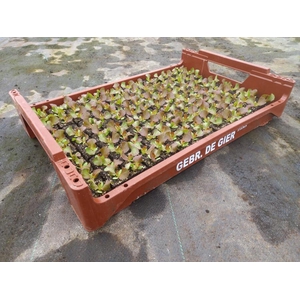 de Gier Groenteplanten 012 Bladgewas Radicchio Rosso  - 140 planten