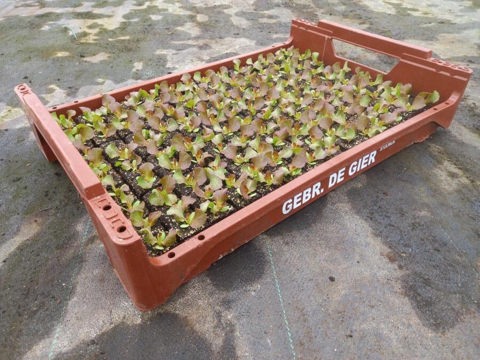 <h4>de Gier Groenteplanten 012 Bladgewas Radicchio Rosso - 140 planten</h4>