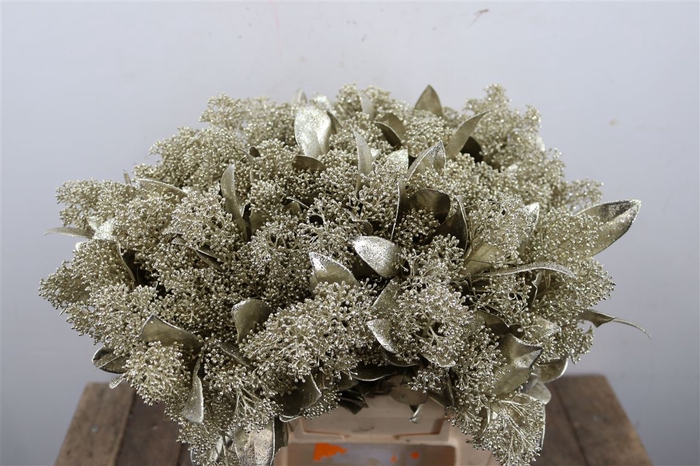 <h4>Skimmia Paint Gl Platinum Bunch</h4>