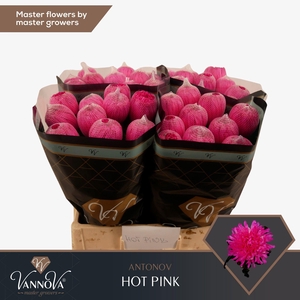 CHR G ANTONOV KLB H%