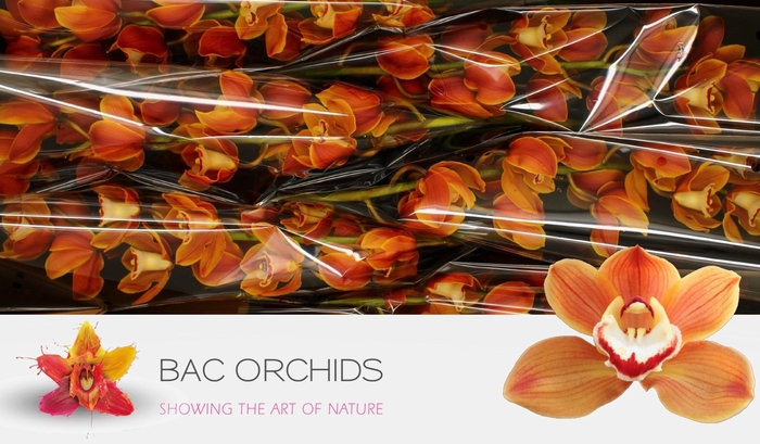 <h4>CYMB T AMALIA</h4>