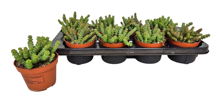 <h4>CRASS MARNIERIANA</h4>