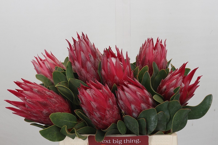 <h4>Protea Cynaroides Madiba</h4>