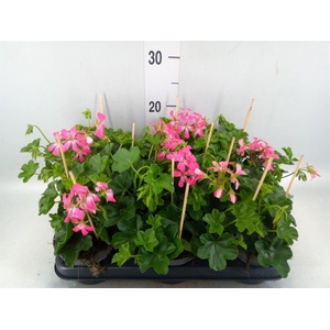 Pelargonium pelt.   ...