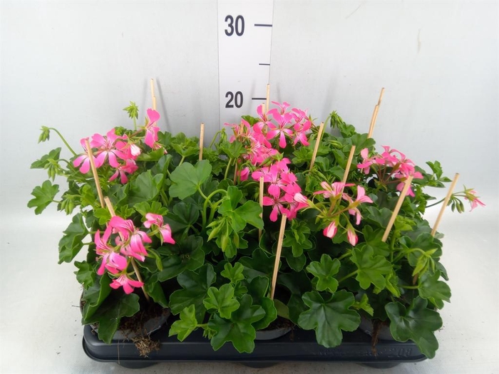 <h4>Pelargonium pelt.   ...</h4>