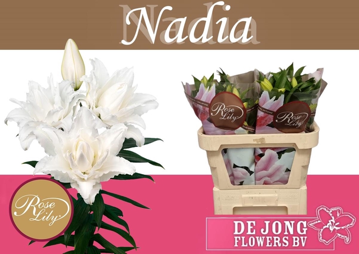 <h4>LI OR DU RL NADIA</h4>