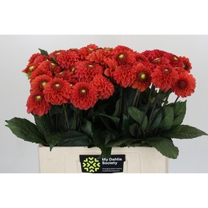 Dahlia Orange Fox
