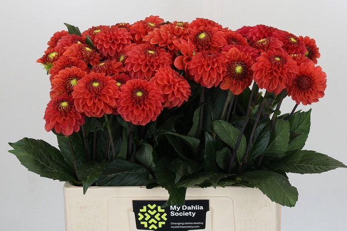 <h4>Dahlia Orange Fox</h4>
