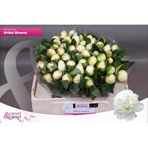 PAEO L BRIDAL SHOWER