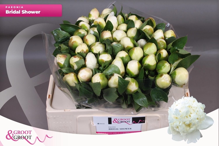 <h4>PAEO L BRIDAL SHOWER</h4>