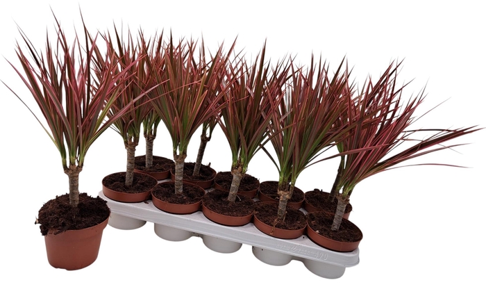 <h4>DRA COLORAMA</h4>