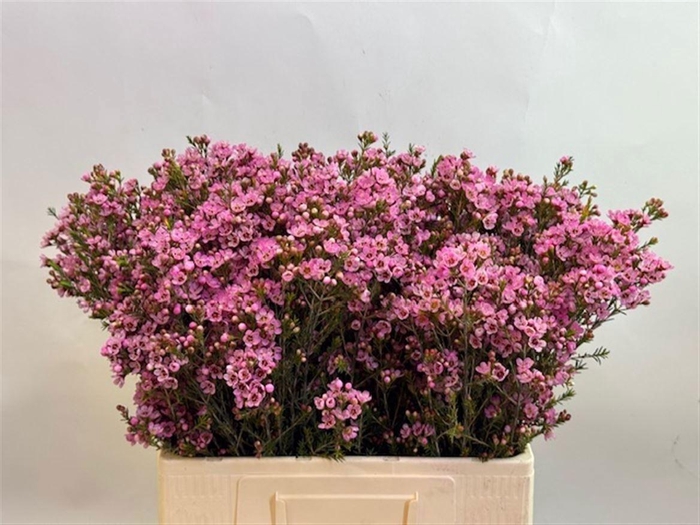 <h4>Chame Sarahs Delight</h4>