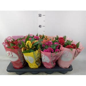 Celosia arg. CR 'Twisted'   ...mix