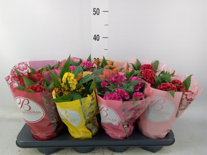 <h4>Celosia arg. CR 'Twisted'   ...mix</h4>
