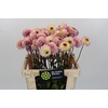 Dahlia Wine Eyed Jill