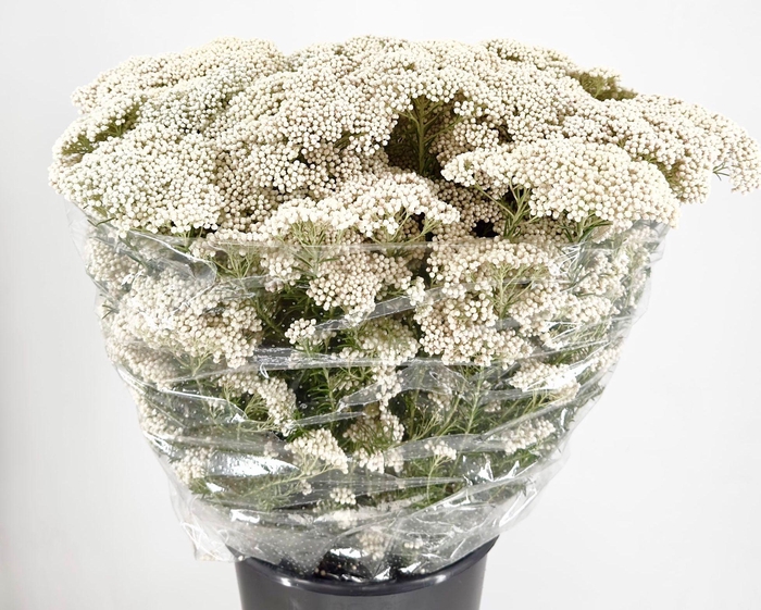 <h4>Ozothamnus Cooks Snow White (per bos)</h4>