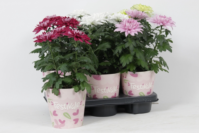 <h4>CHRYS ZEMBLA</h4>